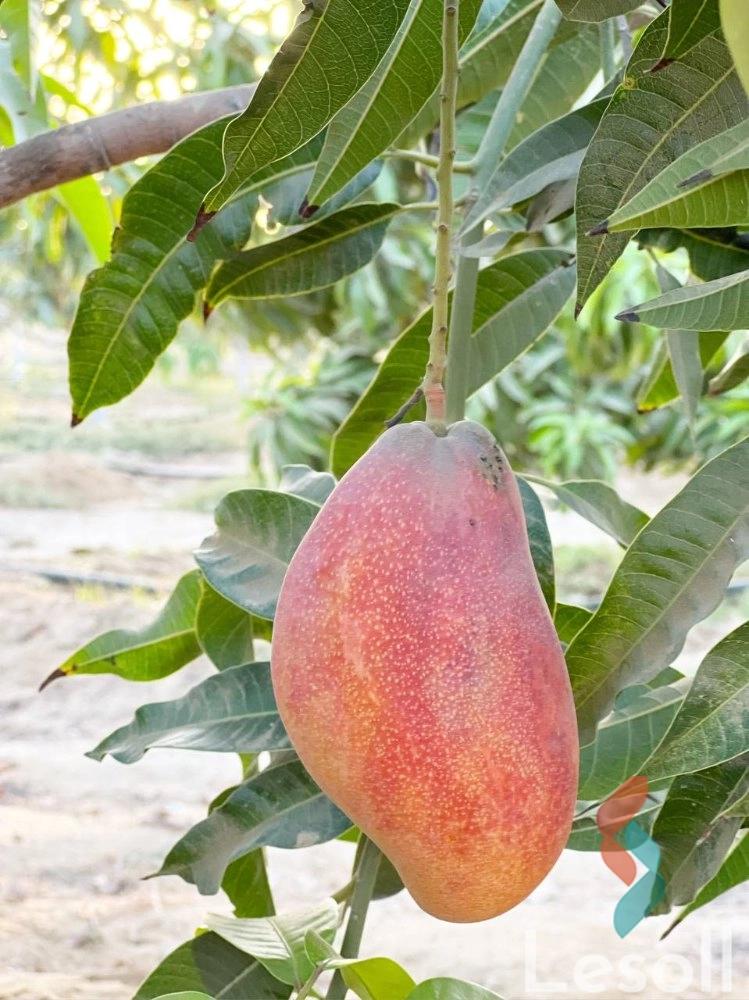 ارض زراعية للبيع بمساحة 43.059 متر في النوبارية الجديدة البحيرة