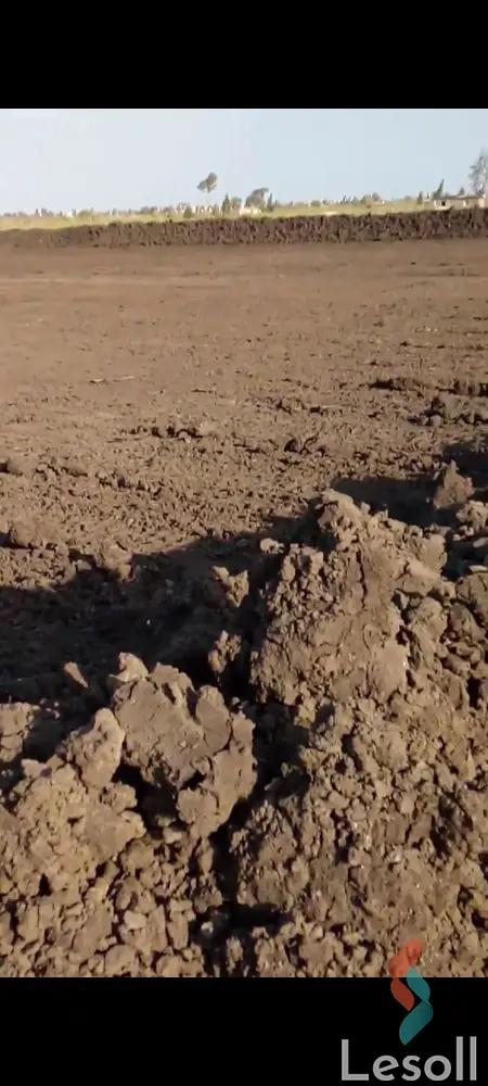 Agriculture land for sale with an area 42,000 meters in Hamol Kafr Al sheikh - All Images