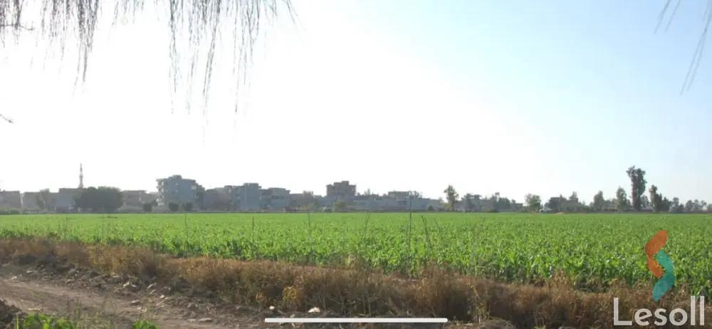 ارض زراعية للبيع بمساحة 70,700 متر في دكرنس الدقهلية - كل الصور