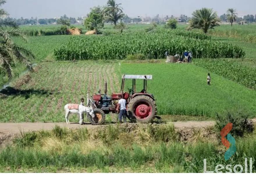 Agriculture land for sale with an area 35,330 meters in Qutour Gharbiya