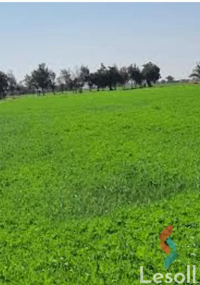 Agriculture land for sale with an area 35,330 meters in Qutour Gharbiya