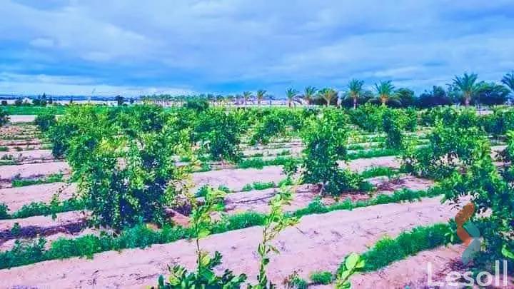 Agriculture land for sale with an area 4,200 meters in Katameya Fayoum Agriculture land for sale with an area 4,200 meters in Katameya Fayoum