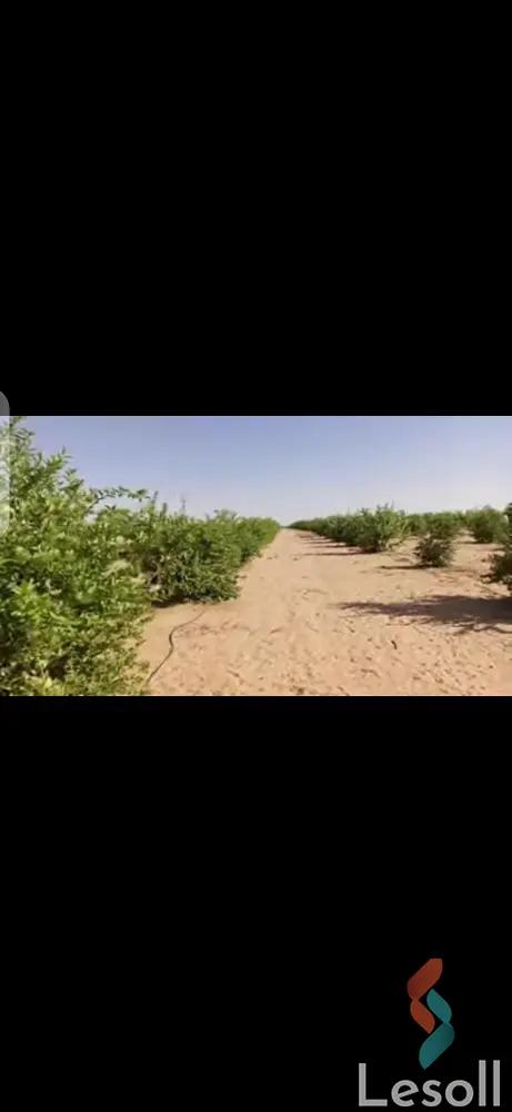 ارض زراعية للبيع بمساحة 5 متر في الخارجة الوادي الجديد