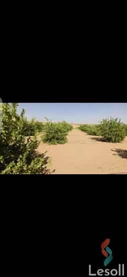 للبيع أرض زراعية تمليك نهائي – الوادي الجديد (الخارجة، بجوار قرية الجزائر)