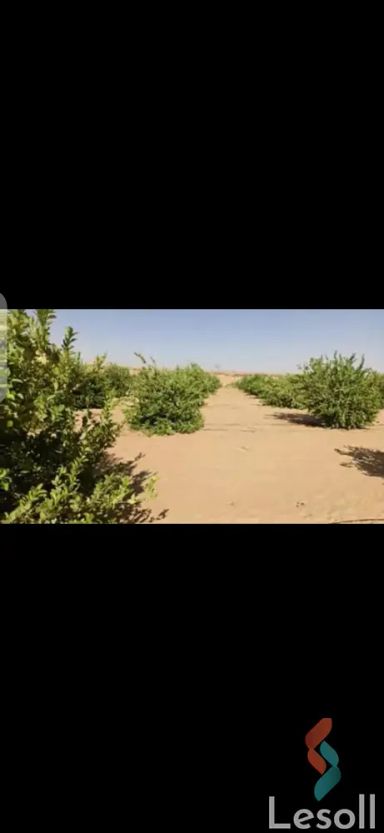 Agriculture land for sale with an area 5 meters in El Kharga New Valley