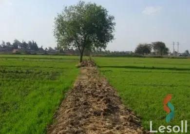 ارض زراعية للبيع بمساحة 210,042 متر في الخارجة الوادي الجديد