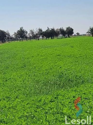 Agriculture land for sale with an area 210,042 meters in El Kharga New Valley