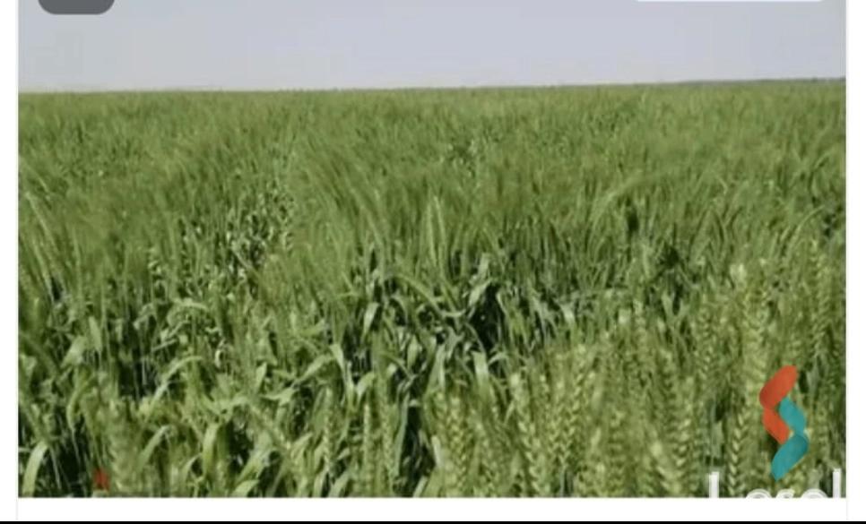 ارض مبانى للبيع بمساحة 613 متر في كفر الدوار البحيرة ارض مبانى للبيع بمساحة 613 متر في كفر الدوار البحيرة