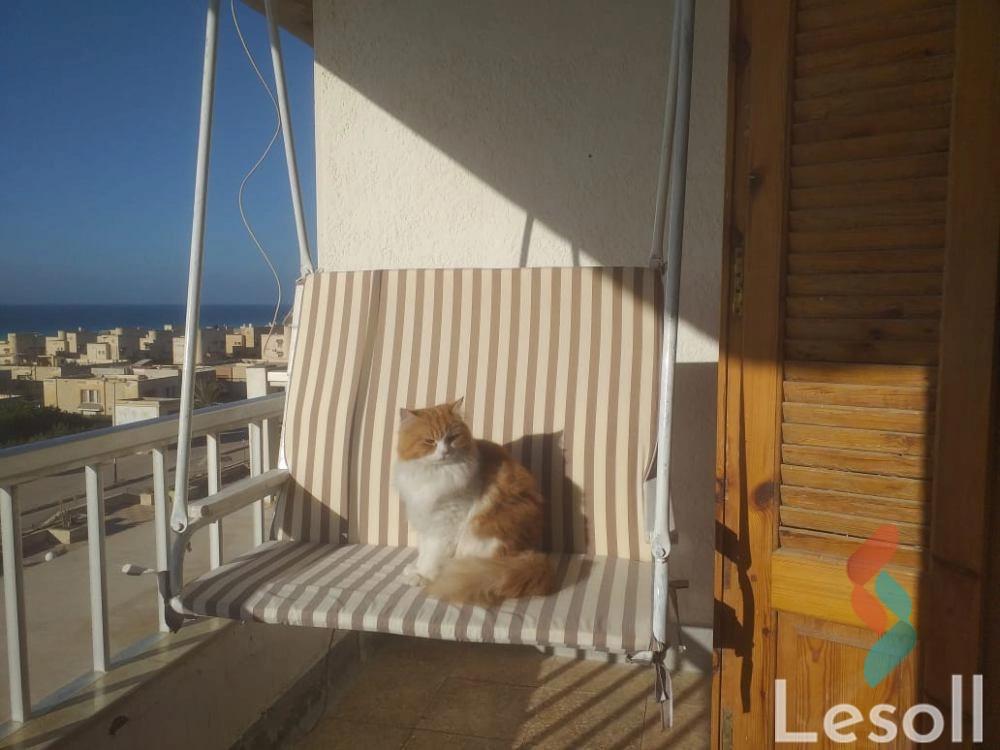 شالية للايجار اليومي بمساحة 120 متر و غرفتان في الساحل الشمالي الاسكندرية - صورة 2