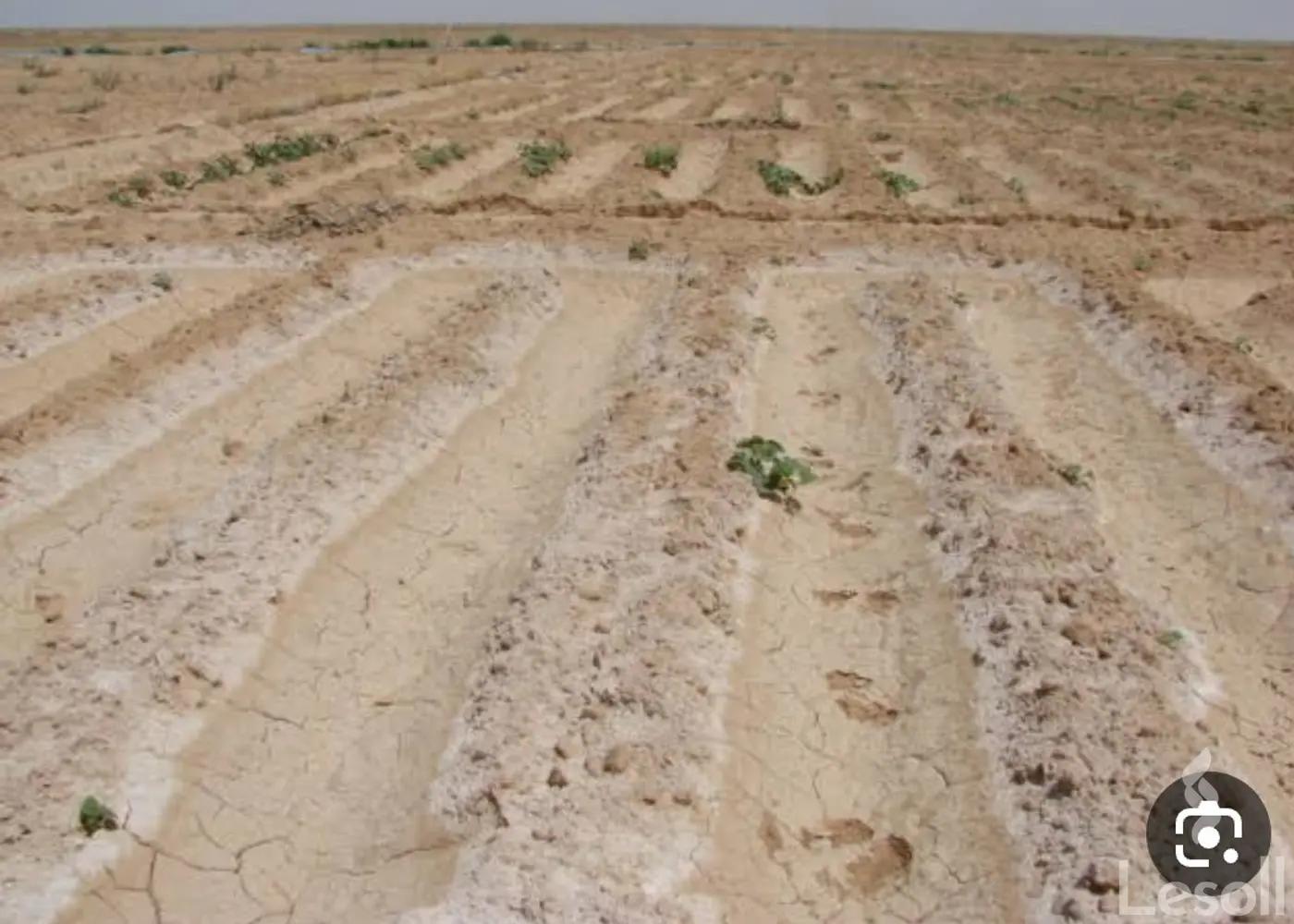 Land building for sale with an area of 5 meters in New Cairo Cairo - Image 2