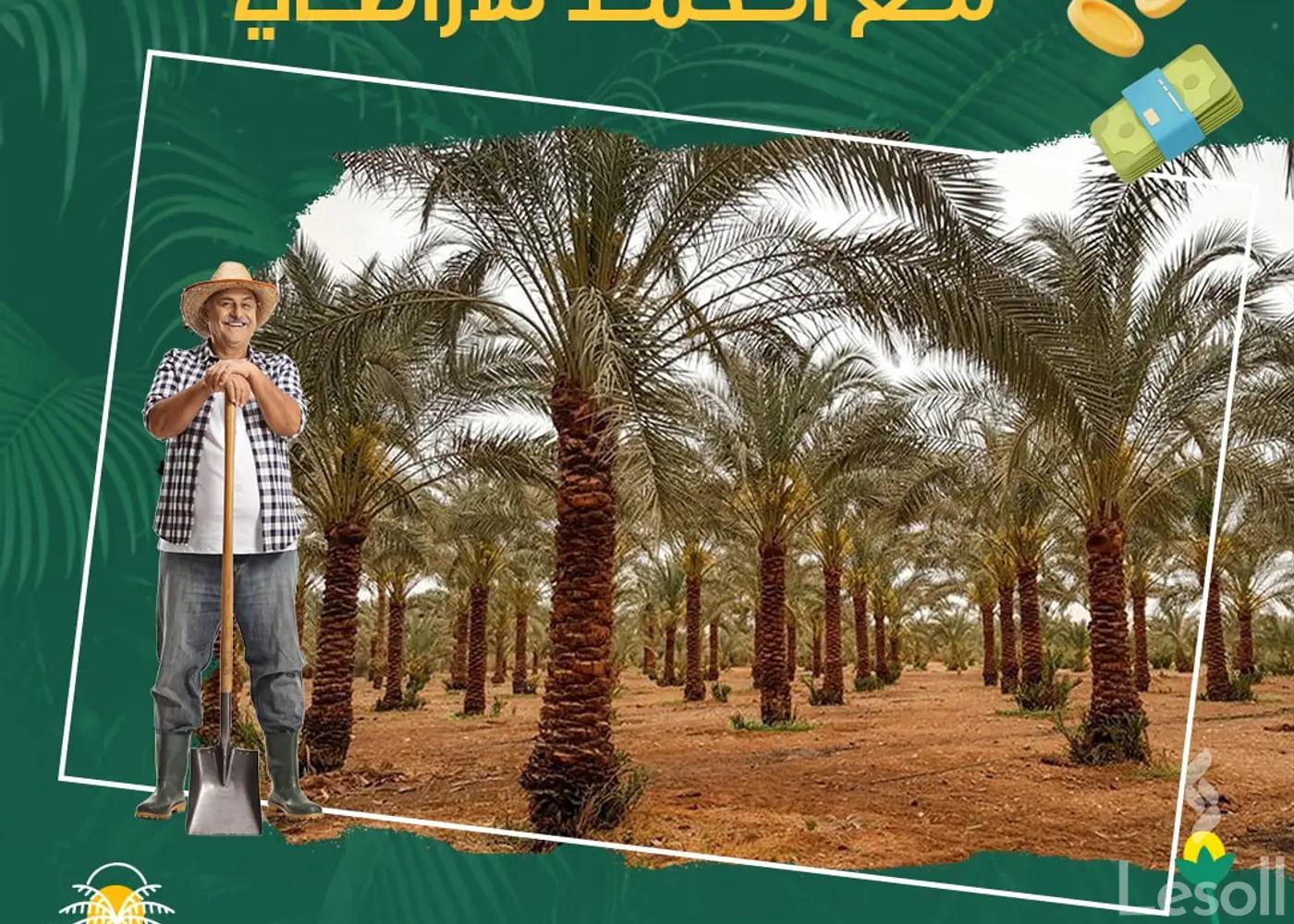 Land agriculture for sale with an area of 5 meters in Al Wahat Al Baharia Giza - All Images